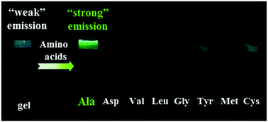 Graphical abstract: Tb3+-triggered luminescence in a supramolecular gel and its use as a fluorescent chemoprobe for proteins containing alanine