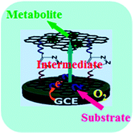 Graphical abstract: Electrochemically driven drug metabolism via a CYP1A2–UGT1A10 bienzyme confined in a graphene nano-cage