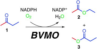 Graphical abstract: Synthesis of methyl propanoate by Baeyer–Villiger monooxygenases