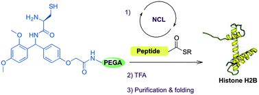 Graphical abstract: Solid phase chemical ligation employing a rink amide linker for the synthesis of histone H2B protein