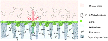 Graphical abstract: Polymer supported ZIF-8 membranes prepared via an interfacial synthesis method