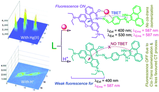 Graphical abstract: A specific probe for Hg2+ to delineate even H+ in pure aqueous buffer/Hct116 colon cancer cells: Hg(ii)–η2-arene π-interaction and a TBET-based fluorescence response