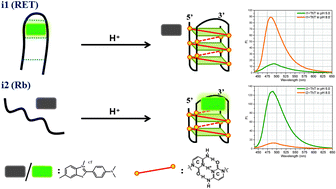 Graphical abstract: Probing structural changes of self assembled i-motif DNA