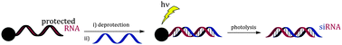 Graphical abstract: An orthogonal photolabile linker for the complete “on-support” synthesis/fast deprotection/hybridization of RNA