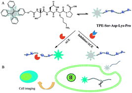 Graphical abstract: A novel aggregation-induced emission based fluorescent probe for an angiotensin converting enzyme (ACE) assay and inhibitor screening