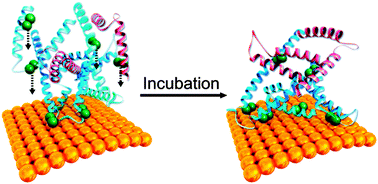 Graphical abstract: Serum albumin adsorbed on Au nanoparticles: structural changes over time induced by S–Au interaction