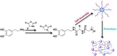 Graphical abstract: The formation of biodegradable micelles from a therapeutic initiator for enzyme-mediated drug delivery