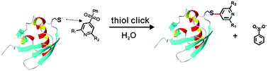 Graphical abstract: Site-specific tagging proteins via a rigid, stable and short thiolether tether for paramagnetic spectroscopic analysis