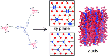 Graphical abstract: Self-organization of star-shaped columnar liquid crystals with a coaxial nanophase segregation revealed by a combined experimental and simulation approach