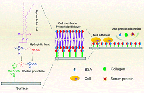 Graphical abstract: Choline phosphate functionalized surface: protein-resistant but cell-adhesive zwitterionic surface potential for tissue engineering