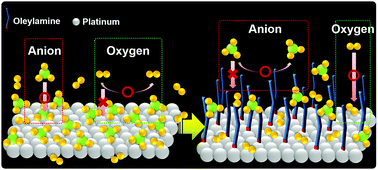 Graphical abstract: Third-body effects of native surfactants on Pt nanoparticle electrocatalysts in proton exchange fuel cells
