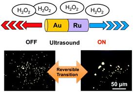 Graphical abstract: A tale of two forces: simultaneous chemical and acoustic propulsion of bimetallic micromotors