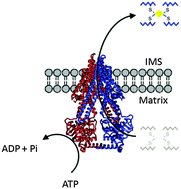 Graphical abstract: Glutathione-coordinated [2Fe–2S] cluster: a viable physiological substrate for mitochondrial ABCB7 transport
