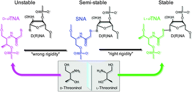 Graphical abstract: Acyclic l-threoninol nucleic acid (l-aTNA) with suitable structural rigidity cross-pairs with DNA and RNA