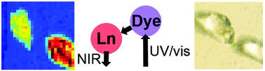 Graphical abstract: Spectrally resolved confocal microscopy using lanthanide centred near-IR emission