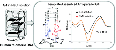 Graphical abstract: Construction of anti-parallel G-quadruplexes through sequential templated click