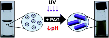 Graphical abstract: Photoresponsive self-assemblies based on fatty acids
