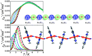 Graphical abstract: Spin canting, metamagnetism, and single-chain magnetic behaviour in a cyano-bridged homospin iron(ii) compound