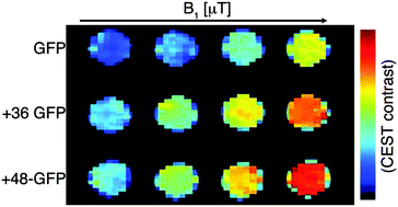 Graphical abstract: Supercharged green fluorescent proteins as bimodal reporter genes for CEST MRI and optical imaging