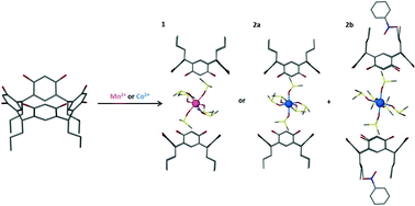 Graphical abstract: Encapsulation of manganese and cobalt complexes within resorcin[4]arene dimers