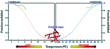 Graphical abstract: Quantitative evaluation of the ability of ionic liquids to offset the cold-induced unfolding of proteins