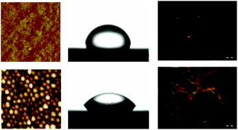 Graphical abstract: Physicochemical modifications accompanying UV laser induced surface structures on poly(ethylene terephthalate) and their effect on adhesion of mesenchymal cells