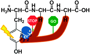 Graphical abstract: Formation, isomerization, and dissociation of ε- and α-carbon-centered tyrosylglycylglycine radical cations