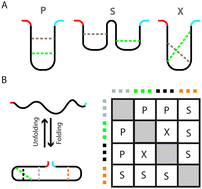 Graphical abstract: Circuit topology of self-interacting chains: implications for folding and unfolding dynamics