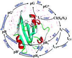 Graphical abstract: A comprehensive study of isomerization and protonation reactions in the photocycle of the photoactive yellow protein