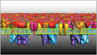 Graphical abstract: The structure and function of cell membranes examined by atomic force microscopy and single-molecule force spectroscopy