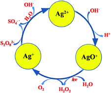 Graphical abstract: The kinetics and mechanism of photo-assisted Ag(i)-catalysed water oxidation with S2O82−