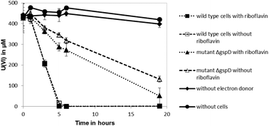 Graphical abstract: Influence of riboflavin on the reduction of radionuclides by Shewanella oneidenis MR-1