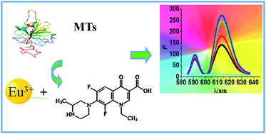 Graphical abstract: Quantification of metallothioneins in the earthworm by lomefloxacin–europium(iii) fluorescent probe