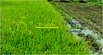 Graphical abstract: Burkholderiales participating in pentachlorophenol biodegradation in iron-reducing paddy soil as identified by stable isotope probing