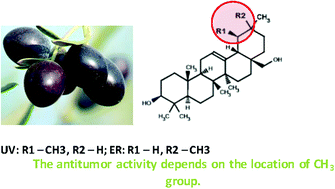 Graphical abstract: The differential localization of a methyl group confers a different anti-breast cancer activity to two triterpenes present in olives