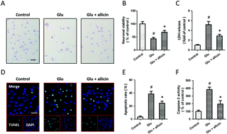 Graphical abstract: Allicin protects spinal cord neurons from glutamate-induced oxidative stress through regulating the heat shock protein 70/inducible nitric oxide synthase pathway