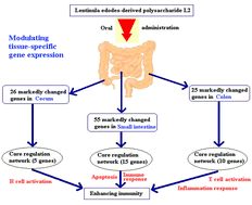 Graphical abstract: Lentinula edodes-derived polysaccharide enhances systemic and mucosal immunity by spatial modulation of intestinal gene expression in mice