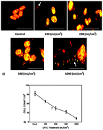 Graphical abstract: UV-C-mediated lipid induction and settling, a step change towards economical microalgal biodiesel production