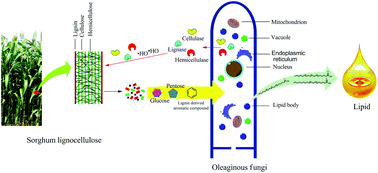 Graphical abstract: Simultaneous conversion of all cell wall components by an oleaginous fungus without chemi-physical pretreatment