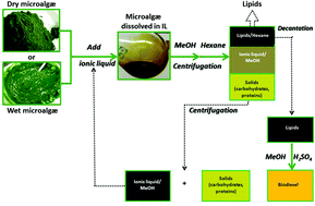 Graphical abstract: A novel recovery process for lipids from microalgæ for biodiesel production using a hydrated phosphonium ionic liquid