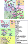 Graphical abstract: Diagnostic morphology: biophysical indicators for iron-driven inflammatory diseases