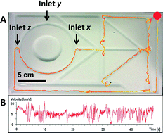 Graphical abstract: Marangoni self-propelled capsules in a maze: pollutants ‘sense and act’ in complex channel environments