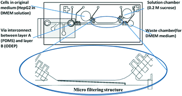Graphical abstract: Optically induced dielectropheresis sorting with automated medium exchange in an integrated optofluidic device resulting in higher cell viability