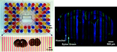 Graphical abstract: Parallel microfluidic chemosensitivity testing on individual slice cultures