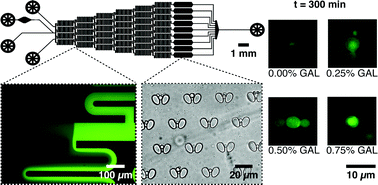 Graphical abstract: Modulation of alpha-synuclein toxicity in yeast using a novel microfluidic-based gradient generator