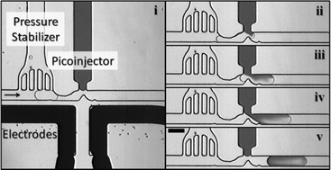 Graphical abstract: Pressure stabilizer for reproducible picoinjection in droplet microfluidic systems