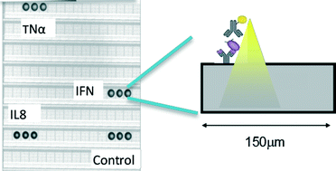 Graphical abstract: Large area CMOS bio-pixel array for compact high sensitive multiplex biosensing