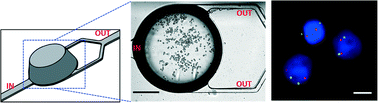 Graphical abstract: FISH in chips: turning microfluidic fluorescence in situ hybridization into a quantitative and clinically reliable molecular diagnosis tool