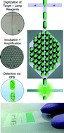 Graphical abstract: Microfluidic continuous flow digital loop-mediated isothermal amplification (LAMP)