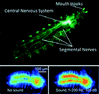 Graphical abstract: Microfluidic devices for imaging neurological response of Drosophila melanogaster larva to auditory stimulus